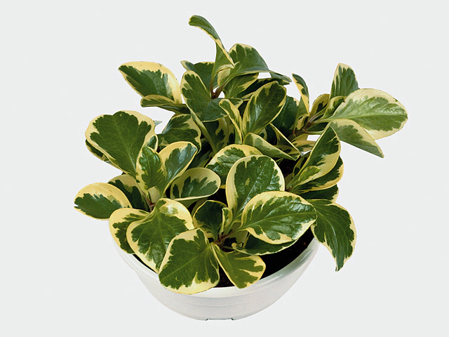 Peperomia obtusifolia 'Variegata'