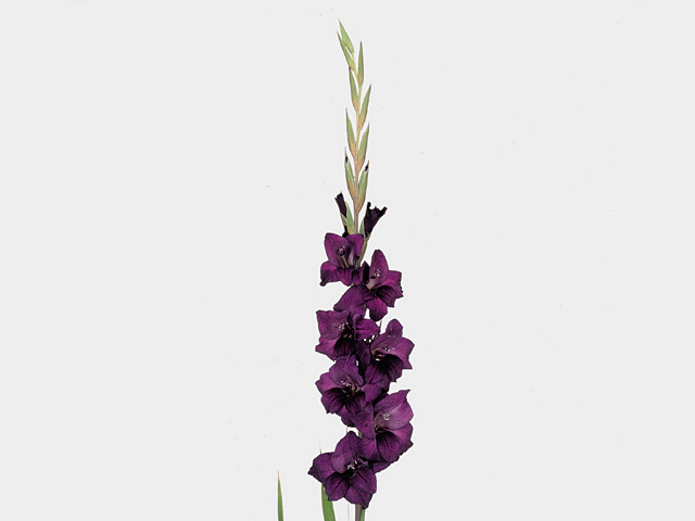 Гладиолус крупноцветковый "Purple Flora"