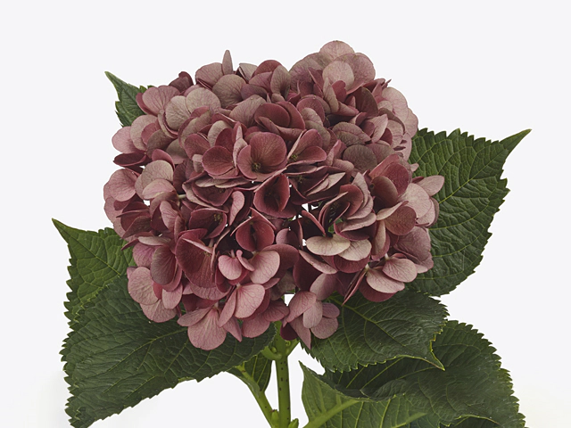 Hydrangea macrophylla Magical Cerise (classic)