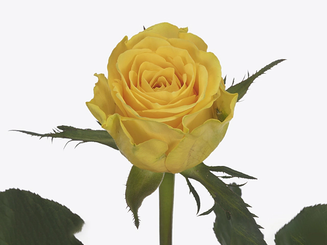 Rosa large flowered Milou
