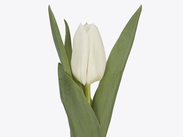 Tulipa (Single Early Grp) 'Nigeria'