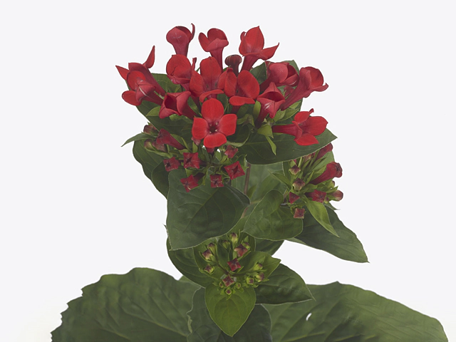 Bouvardia single flowered Red Passion