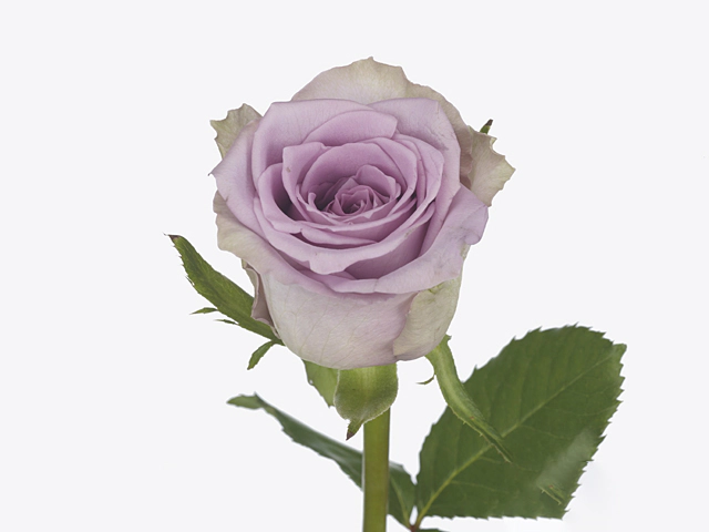 Rosa large flowered Indigo