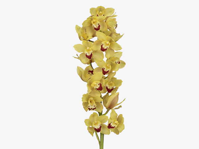 Cymbidium large flowered 'Jolie'