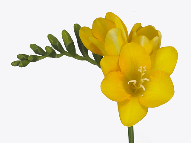 Freesia single flowered 'Serrada'