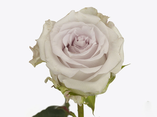 Роза крупноцветковая "Silver Moon"