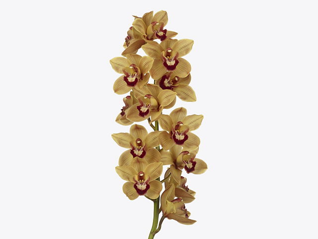 Cymbidium large flowered 'Hms. Valencia'