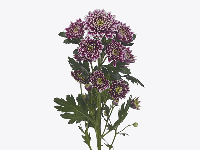 Chrysanthemum (Indicum Grp) spray santini Sabini