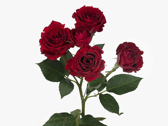 Роза спрей "Brillant Stars Red"