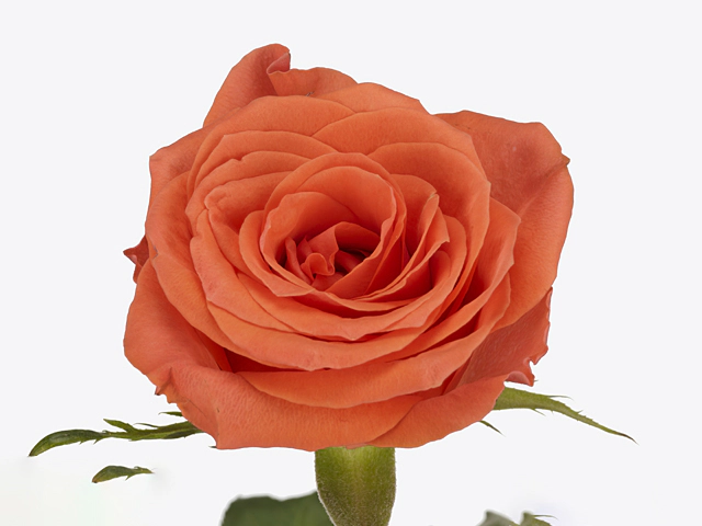 Роза крупноцветковая "Papaya"