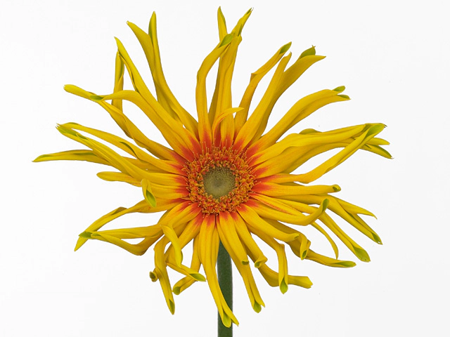 Gerbera large flowered curl-shaped 'Pasta Pennoni'