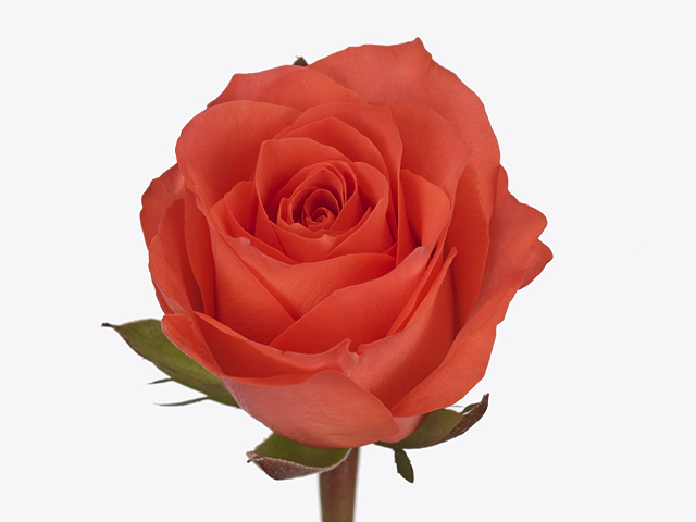Роза крупноцветковая "Comanche"