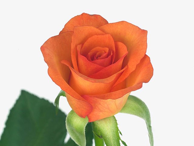 Rosa small flowered Orange Roma