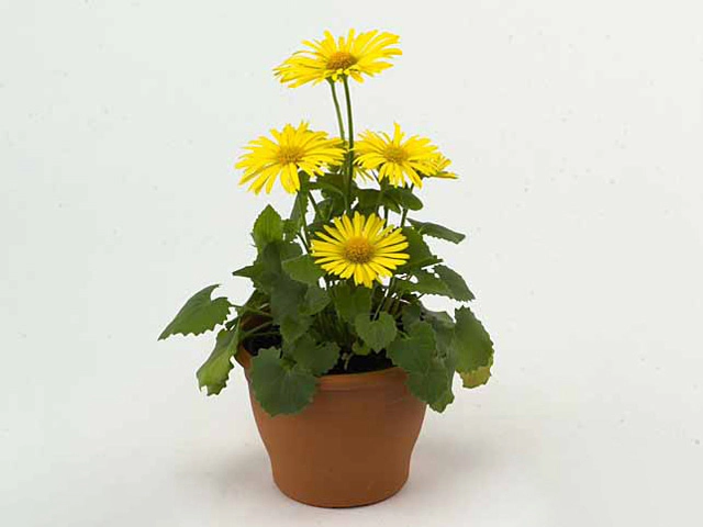 Doronicum orientale 'Leonardo'