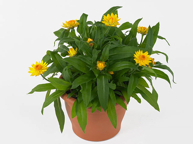 Xerochrysum Mohave Basket Yellow