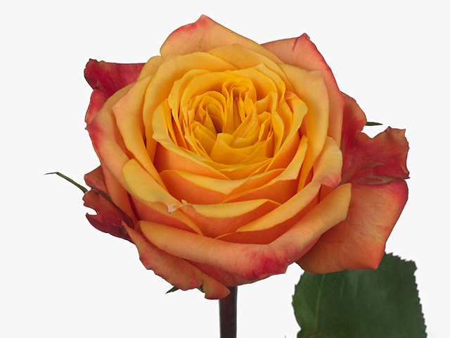 Роза крупноцветковая "Fireball"