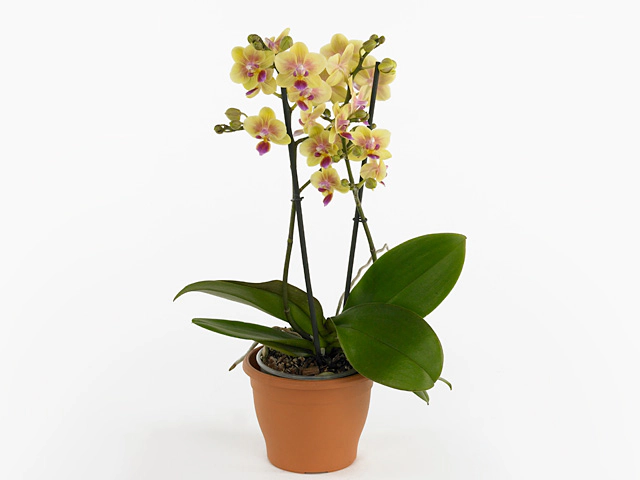 Фаленопсис "Multifloratypes Floriclone Lisa Marie"