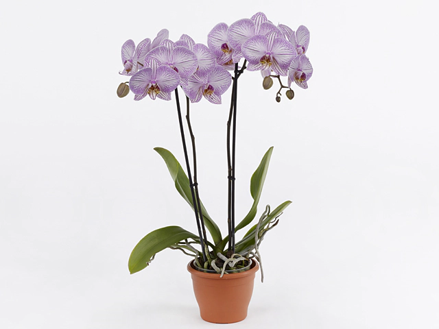 Phalaenopsis 'Tropic Picotee'