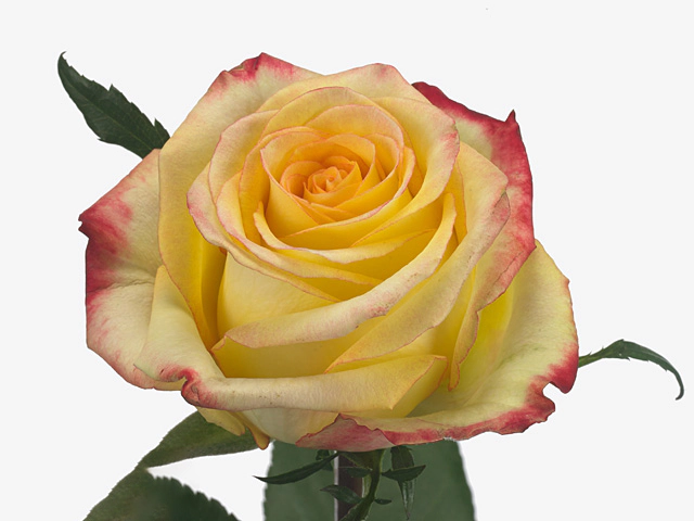 Роза крупноцветковая "Knox"