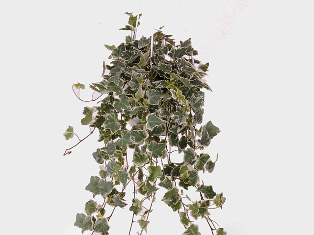 Hedera helix 'Ingelise'