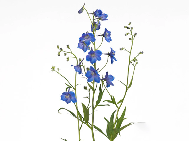 Delphinium (Belladonna Grp) single flowered 'Piccolo'