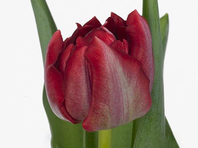 Тюльпан махровый ранний "Montreux Rouge"