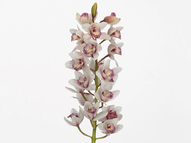 Cymbidium mini Showgirl 'Sabrina'