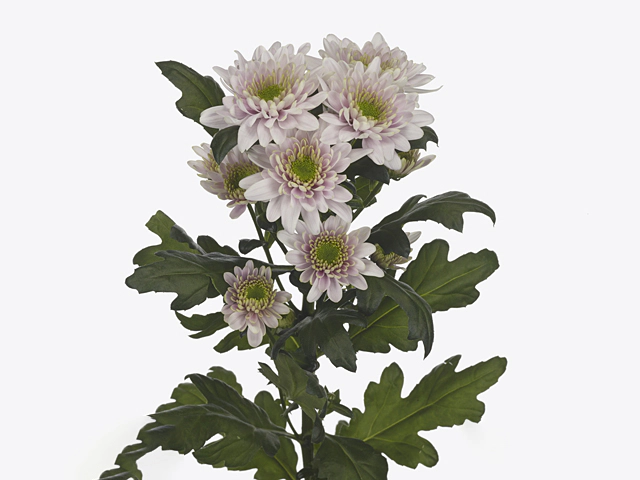 Chrysanthemum (Indicum Grp) spray Commander Pink