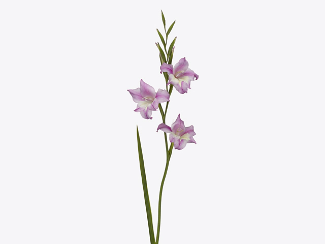 Gladiolus tubergenii 'Charming Henry'