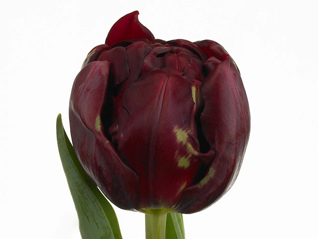 Тюльпан махровый поздний "Commerce"