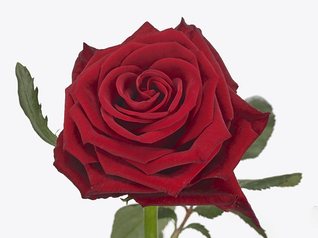 Роза крупноцветковая "Con Amore"