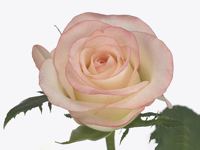 Rosa small flowered Marilyn