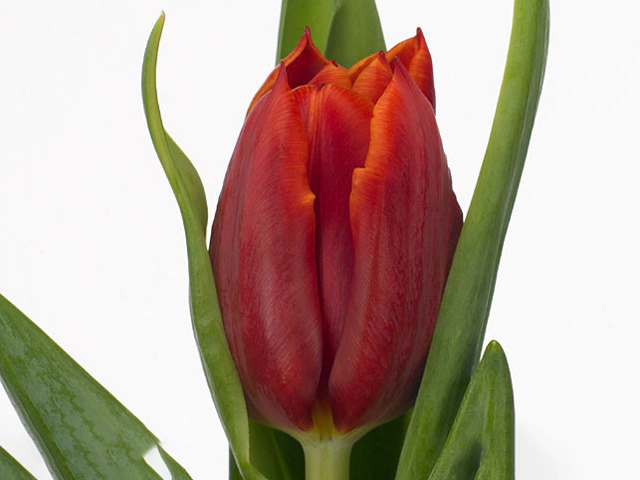 Тюльпан Триумф "Abra"