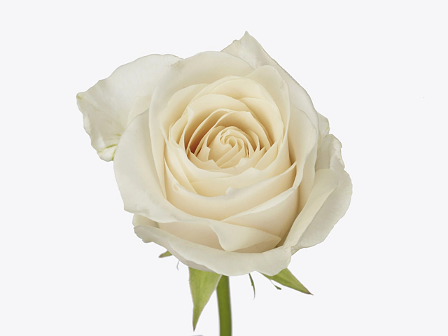 Роза крупноцветковая "Astoria"