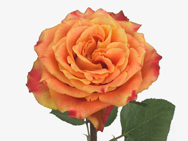 Роза крупноцветковая "Silantoi@"