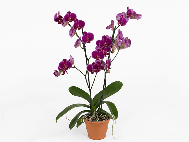 Фаленопсис "Rio Grande"