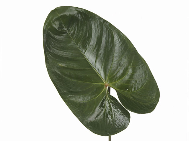 Anthurium (Andreanum Grp) Avo Danielle (leaf)
