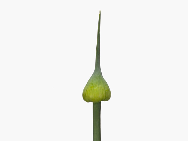 Allium porrum 'Kenton'