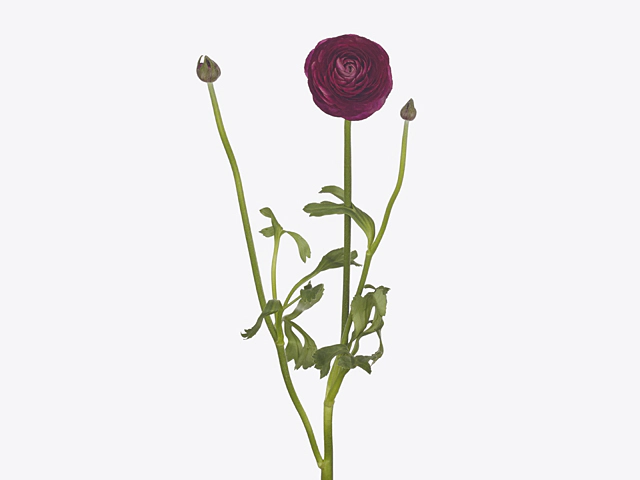 Ranunculus asiaticus 'Kevin Violet'