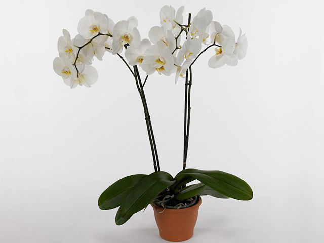 Phalaenopsis Anthura York