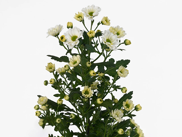 Chrysanthemum (Indicum Grp) grappe santini 'Rossi White'