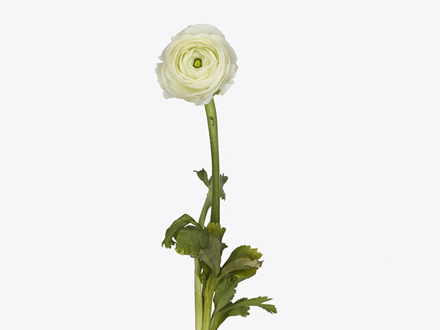 Ranunculus asiaticus 'Dolcevita White'