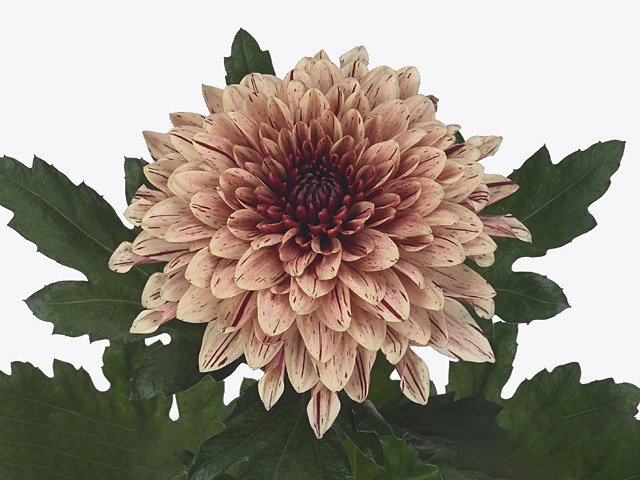 Chrysanthemum (Indicum Grp) disbudded Pip Salmon