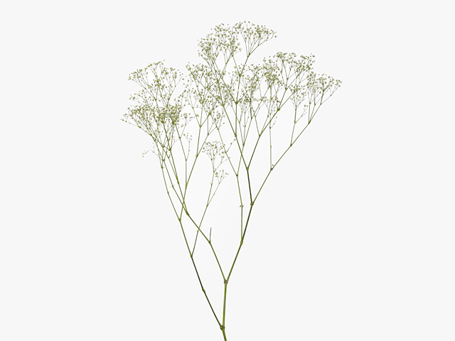 Gypsophila paniculata 'Pearl Blossom'