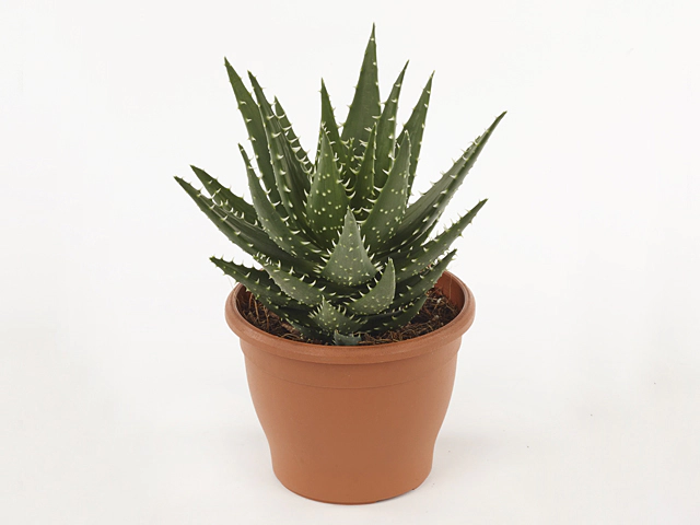 Aloe melanacantha Jaws