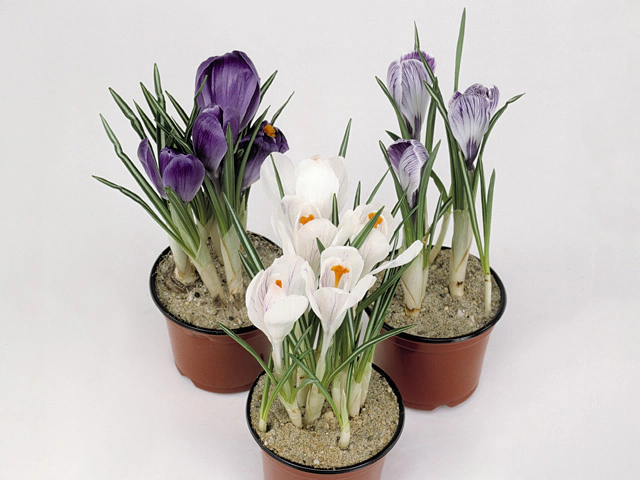 Crocus mixed