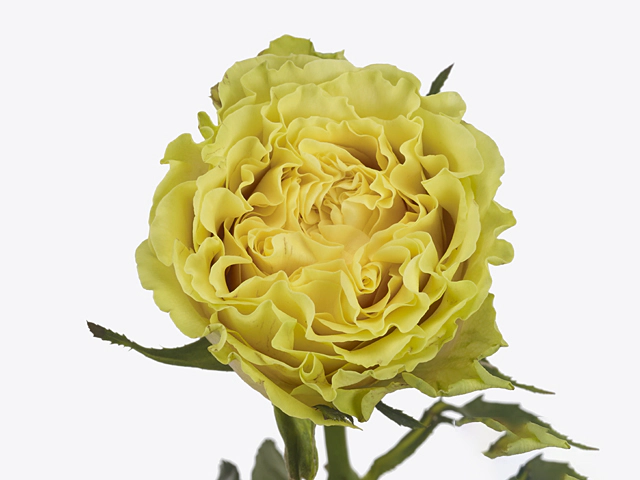 Роза крупноцветковая "Camelford!"