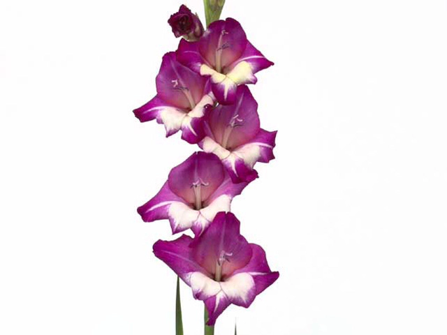 Gladiolus (Small-flowered Grp) Glamini Naomi