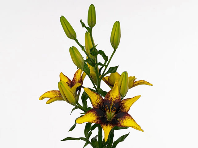 Lilium (Asiatic Grp) Tango Lily Graffiti