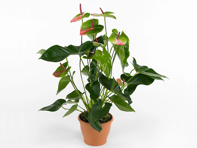 Anthurium (Andreanum Grp) Zafira